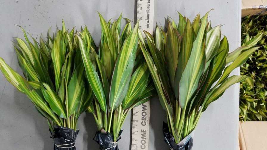 Cordyline Kiwi Air Layer tropical plants