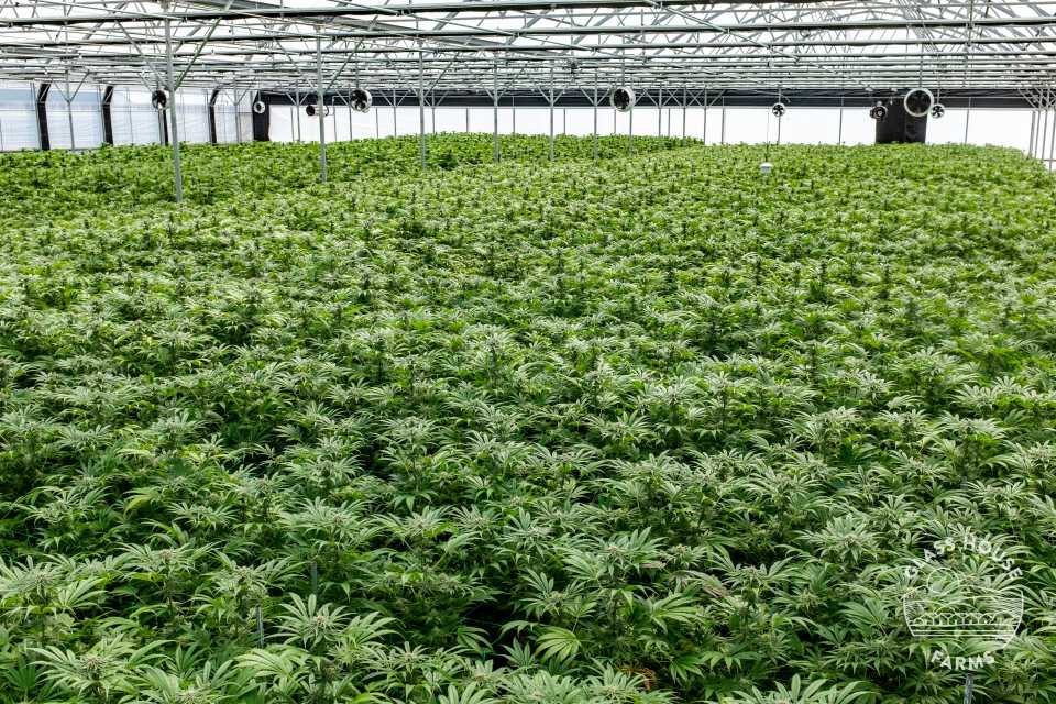 Glass House Farms California cannabis