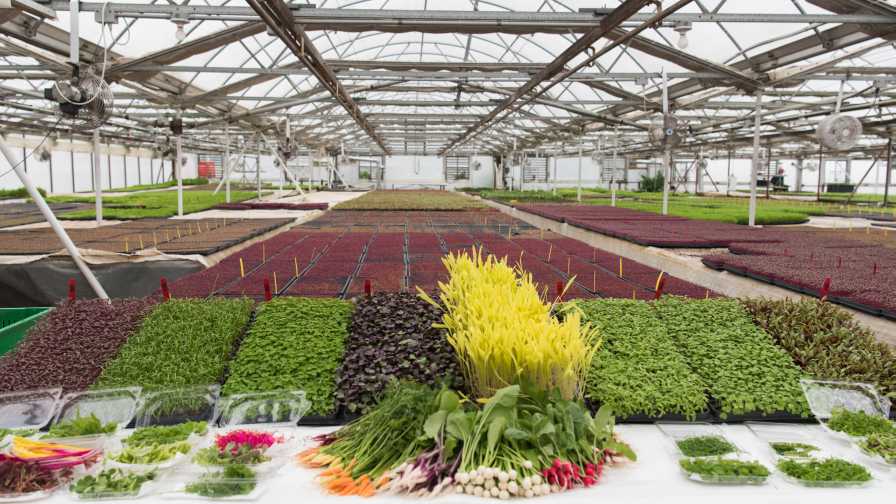Microgreens at The Chefs Garden industry leadership