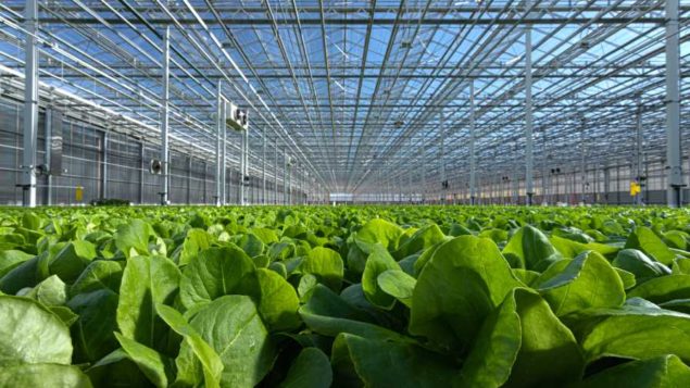 Greenhouse Leafy Greens Grower Expands Now Largest In U S