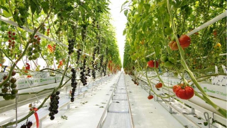 Syngenta Debuts New Tomato Demo Greenhouse - Greenhouse Grower