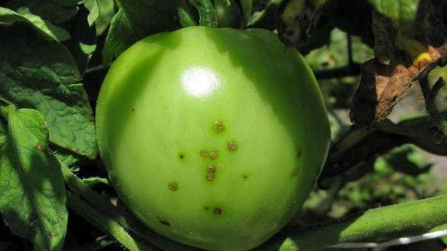 Bacterial Spot Lesions on Tomatoes