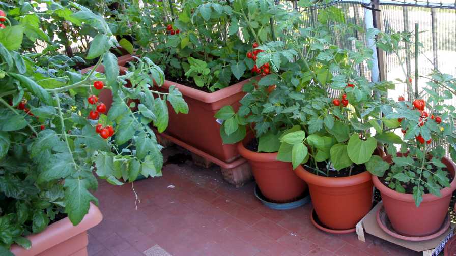 vegetable container gardening with dwarf plants