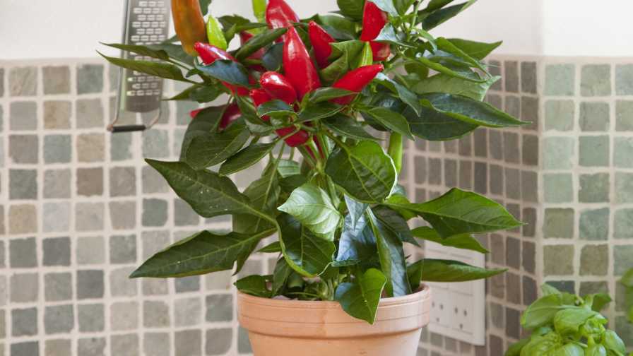 Vegetable container gardening with hot peppers