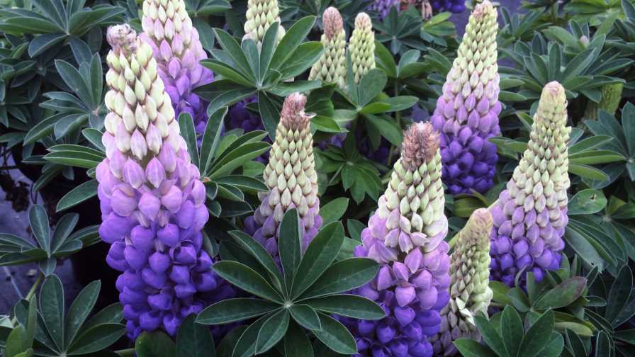Lupine Westcountry Persian Slipper from Gulley Greenhouse
