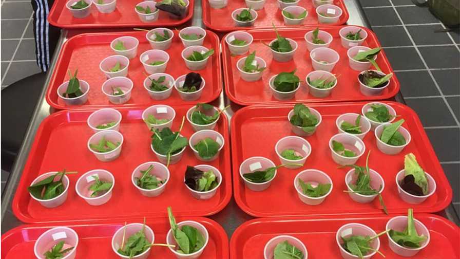 Baby Leaf Hemp: A New Edible Salad Green - Greenhouse Grower