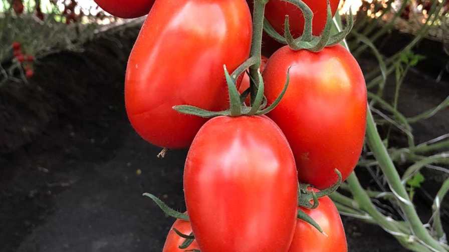 Bayer ToBRV Resistant Roma Tomatoes Web