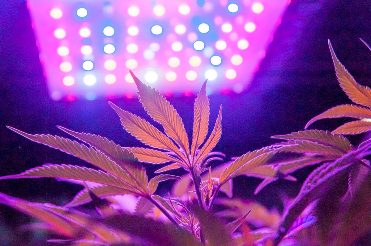 Lighting Strategies for Higher Terpene and THC Content in Cannabis ...