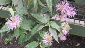 Monarda with powdery mildew colonies that have coalesced.