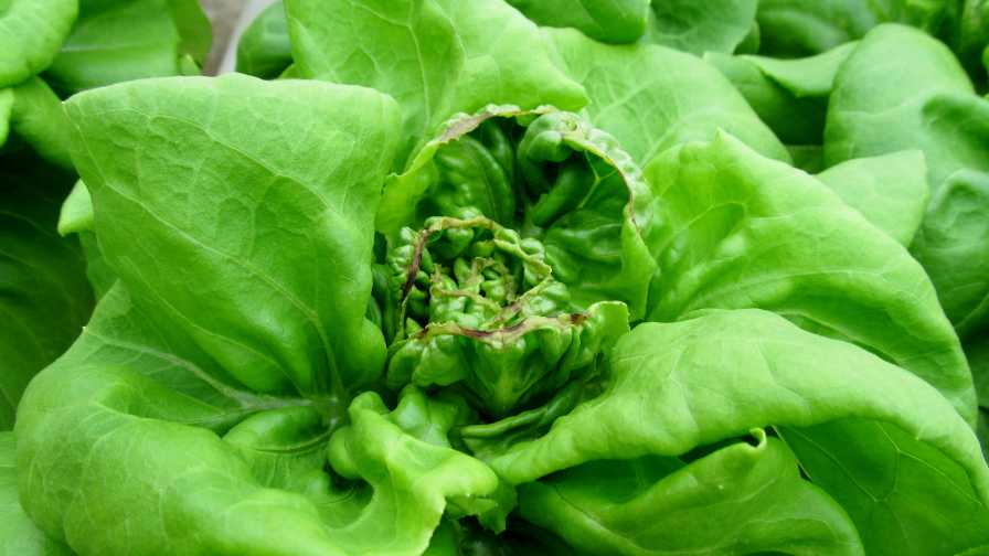 Lettuce With Tipburn