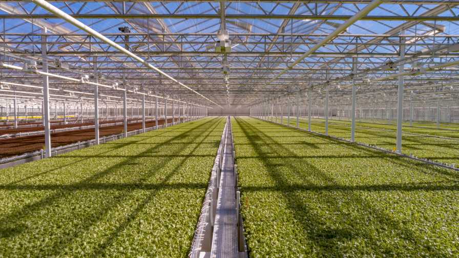 Little Leaf Farms Expansion CEA Alliance