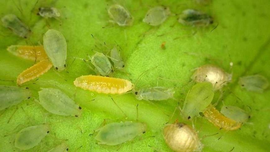 On-Demand Webcasts Feature Educational Bug Bites for the Greenhouse ...