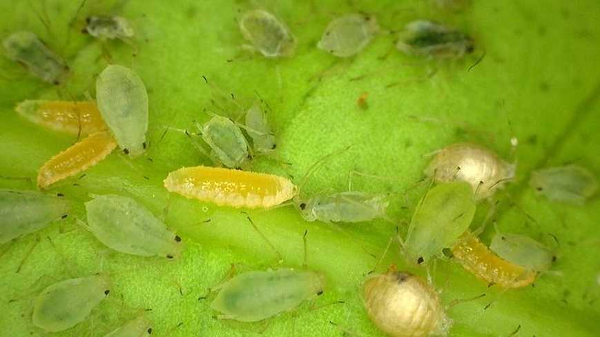 Aphidoletes aphidimyza feeding on aphids bug bites videos