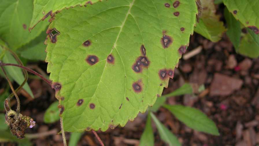 Cercospora leaf spot in Hydrangea