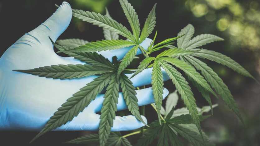 CropKing cannabis industry