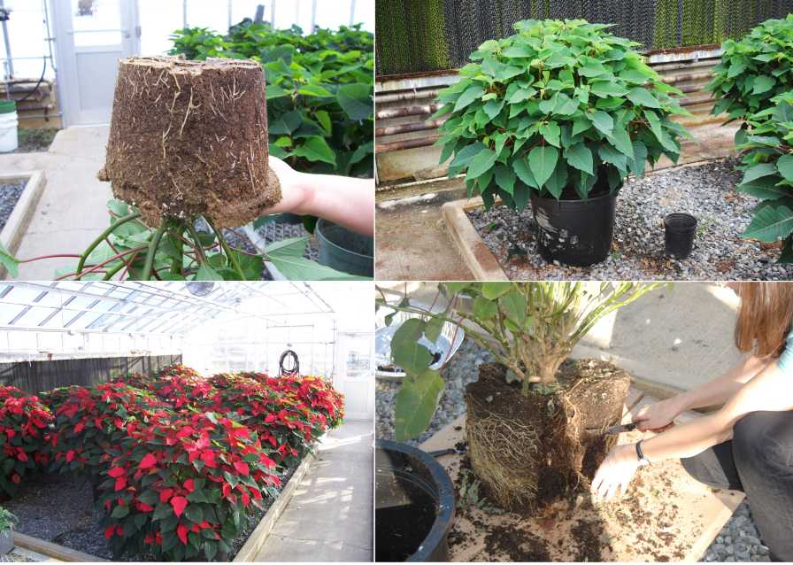 Poinsettias grown in 6½-inch containers