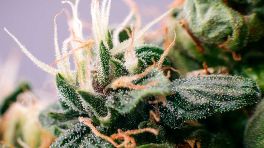Growlink Terpenes cannabis data