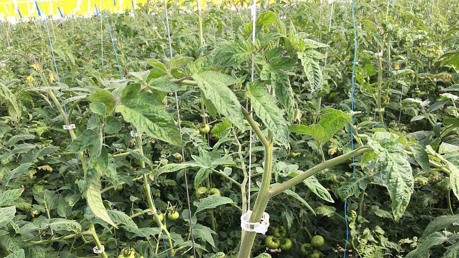 Clipped greenhouse tomato plants