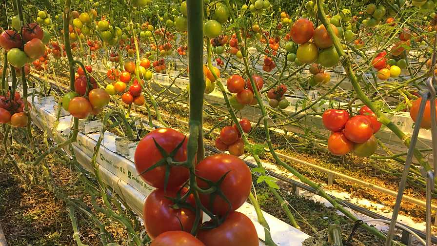 Deleafed greenhouse tomato plants