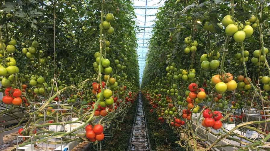 High-wire production of tomatoes