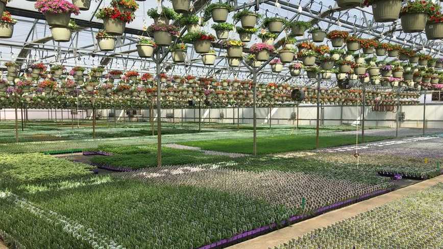 Michigan Greenhouse Growers Expo 2020 floriculture webinar