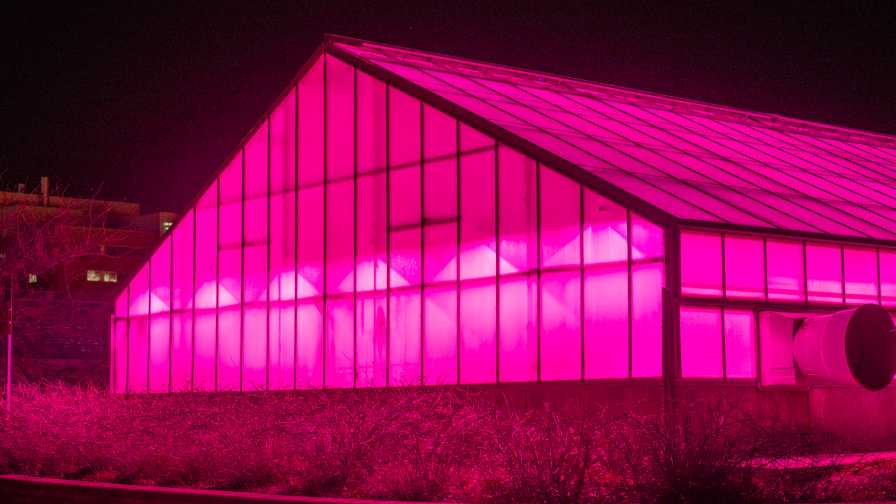 Michigan State Pink Light Greenhouses Photo Derrick Turner