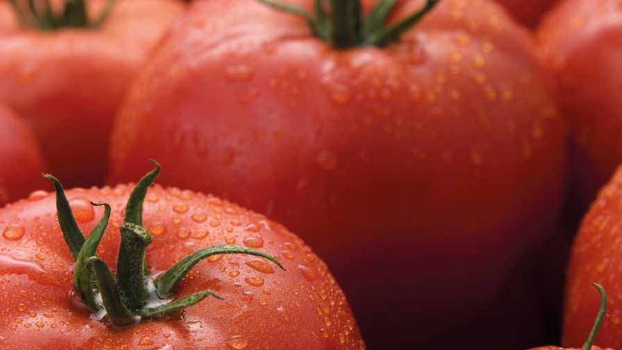 Syngenta Tomato Varieties virus-resistant tomato