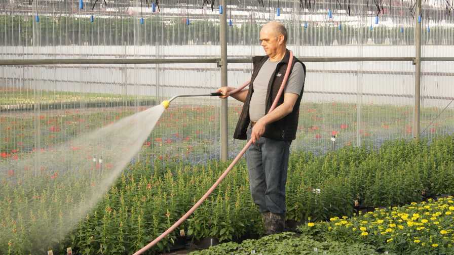 Hand watering in the greenhouse