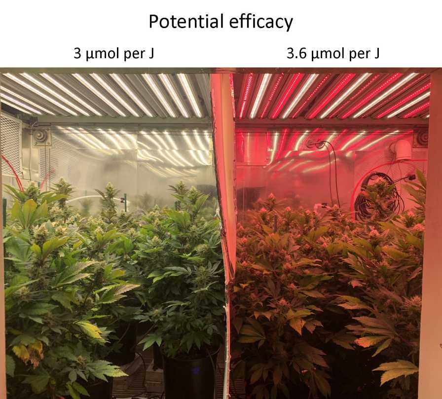 LED efficiency study on cannabis