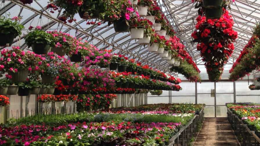 New England Floriculture Guide spring greenhouse crops