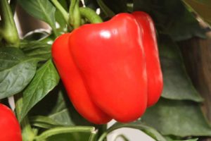 Pepper Triple 5 F1 (Enza Zaden) greenhouse pepper