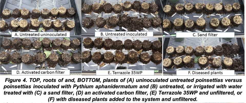Root rot evaluation diagram