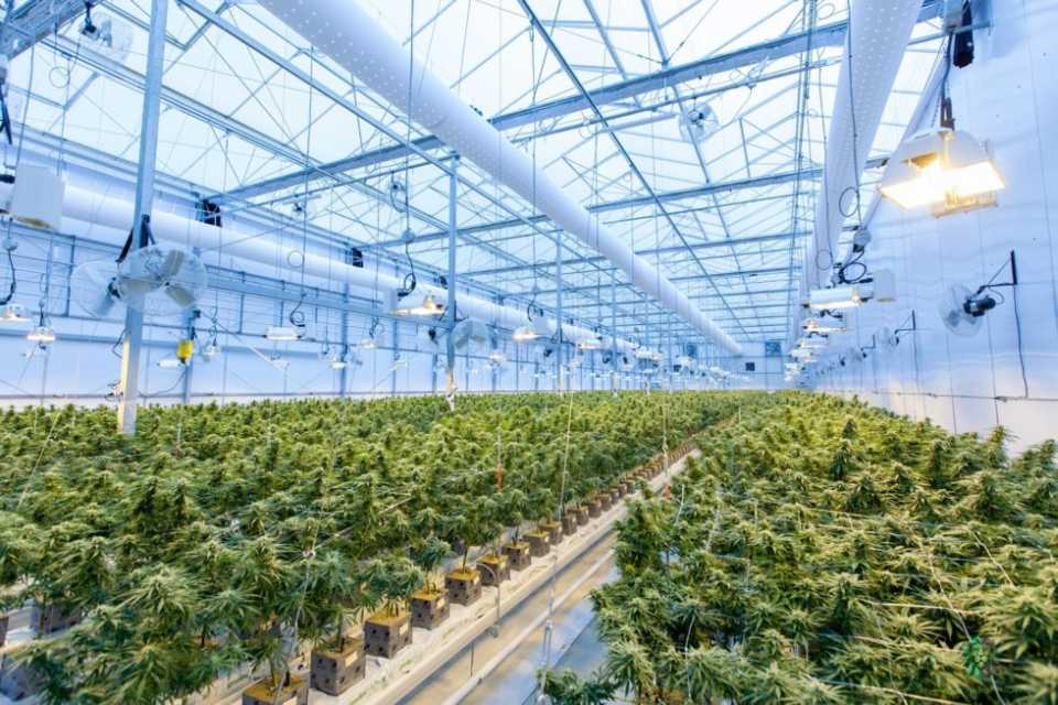 Pure Sunfarms