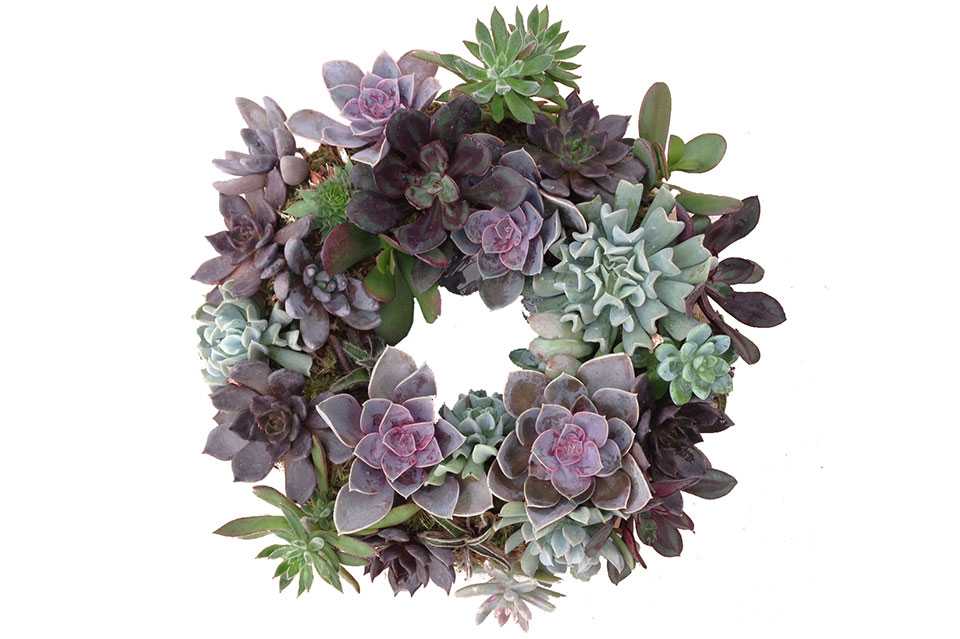 Holiday wreath made of succulent plants