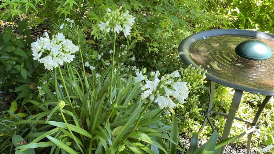 Agapanthus 'Everwhite' in the garden