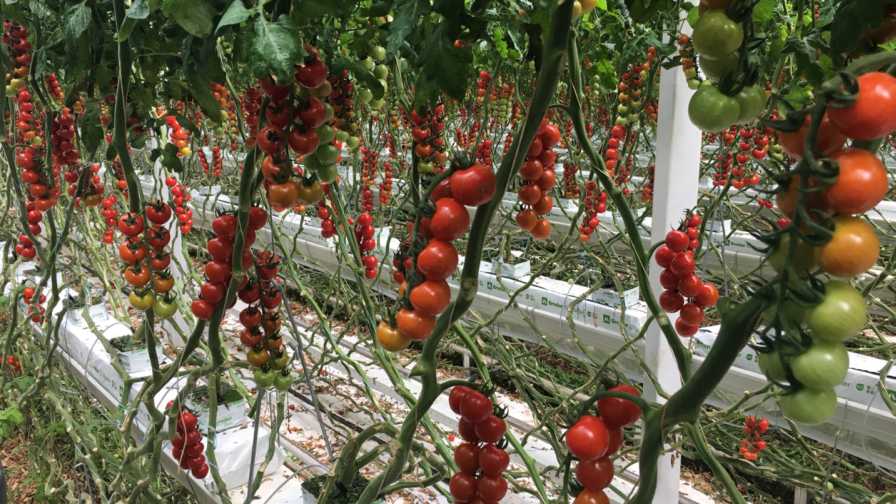 Learn the Basics of Greenhouse Tomato Crop Steering - Greenhouse Grower