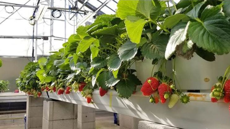 Soilless Strawberries in a Greenhouse OSU