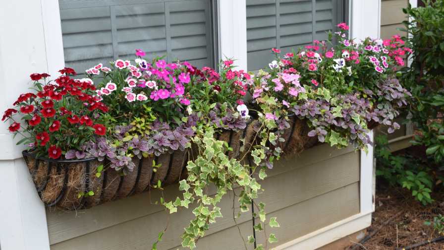 window boxes full of flowers