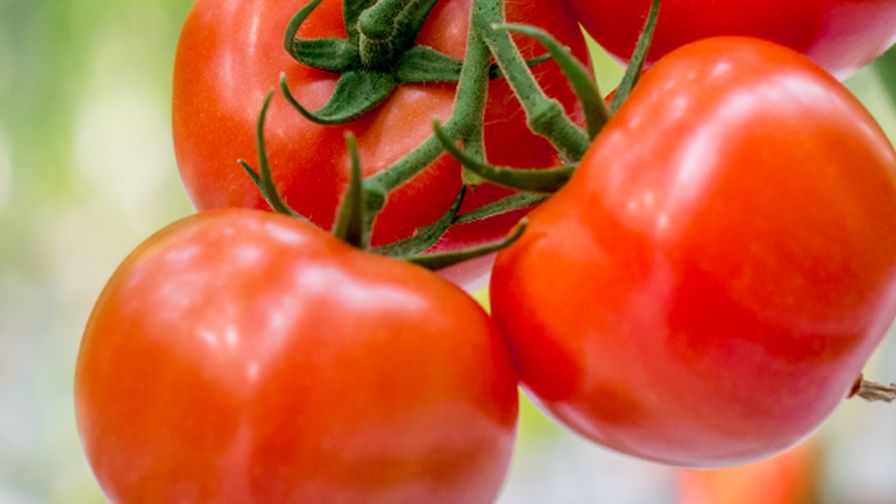 Del Fresco Tomatoes on Vine