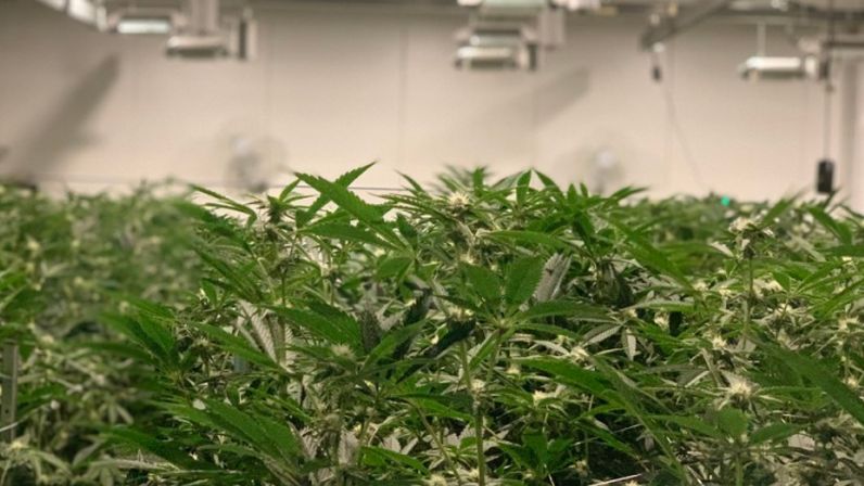 Hero Technologies cannabis