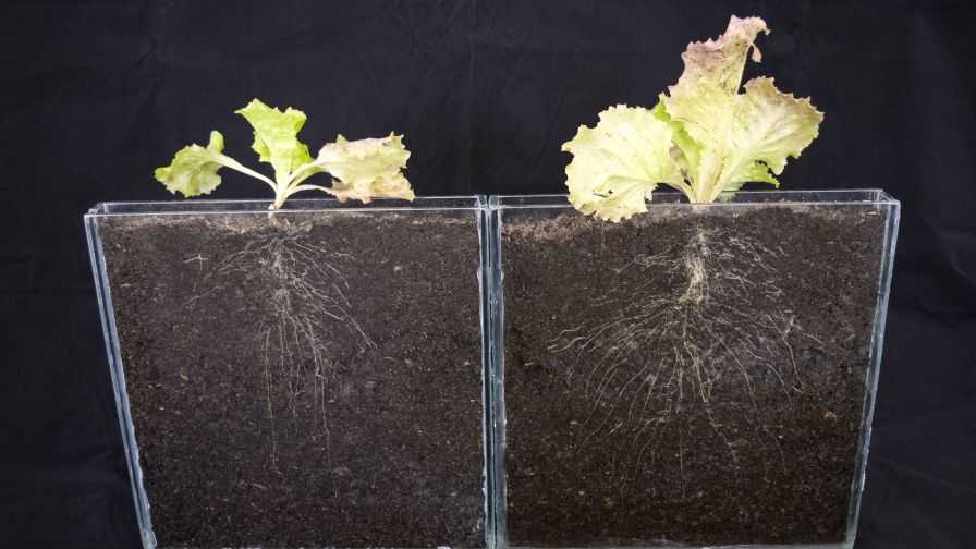 Greenhouse lettuce bio root trial