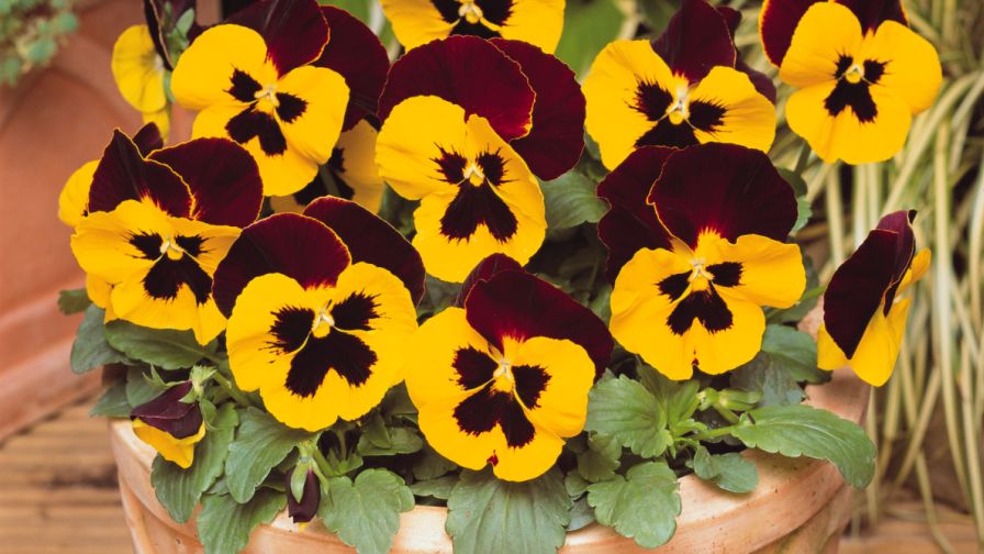 Pansy Matrix Red Wing Ball Seed