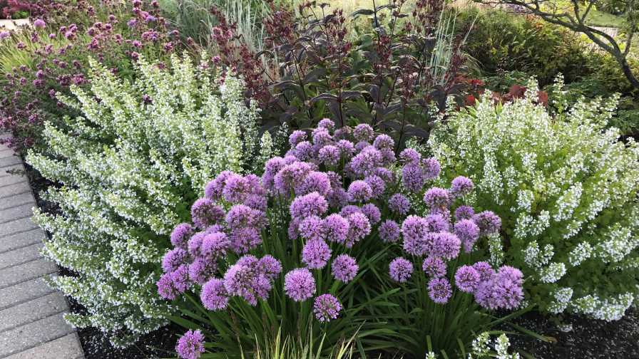 Perennial Plant of the Year 2021 - Calamint