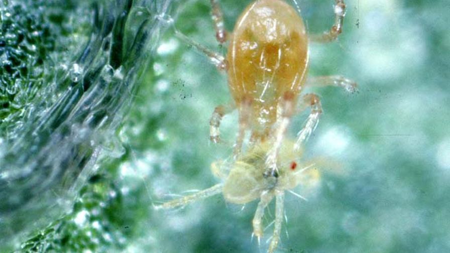 Predatory Mite Phytoseiulus persimilis feeding on a two spotted spider mite hemp mites