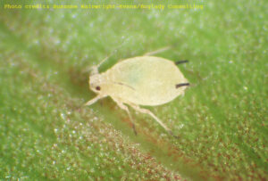 melon aphid suzanne wainwright