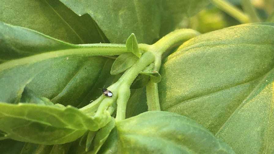 Predatory bug Orius on a basil leaf