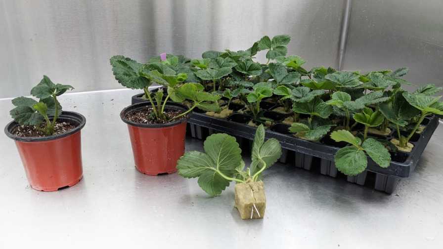 Successfully propagated strawberry plants