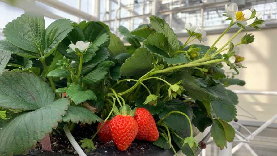 Well-pruned strawberry plants in trough system