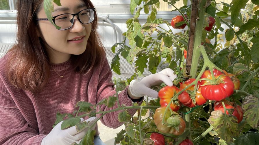 Improving Tomato Flavor University of Georgia