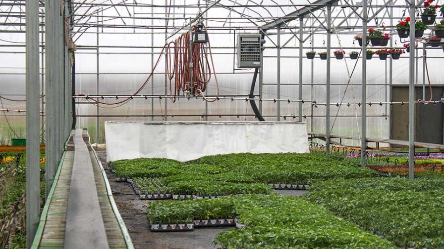 PGR study containerized tomatoes